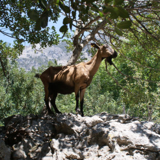 A brown goat stands on rocky ground beneath leafy trees in a sunlit South Crete landscape