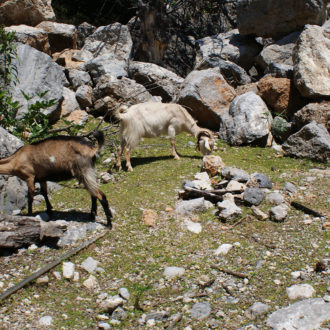 Two goats grazing among rocks and sparse vegetation in a dry South Crete landscape