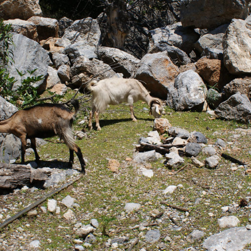 Two goats grazing among rocks and sparse vegetation in a dry South Crete landscape