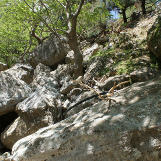 Rocky woodland slope with large boulders and trees in dappled sunlight