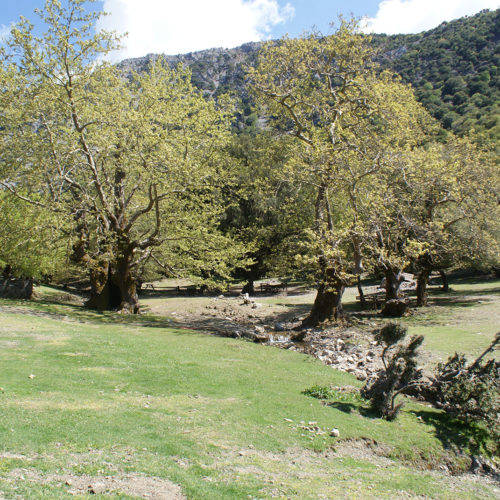 Sunlit trees and grassy meadow beside a shallow stream in a mountain valley