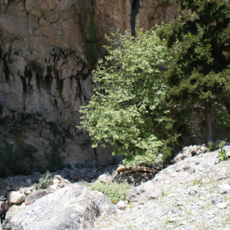 Rocky gorge with steep cliffs, trees, and a hiker walking along the path