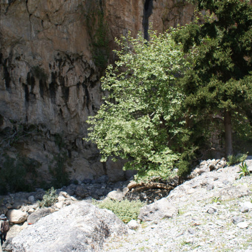 Rocky gorge with steep cliffs, trees, and a hiker walking along the path