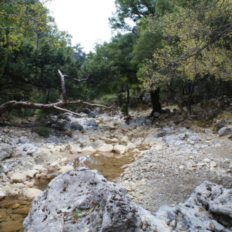 Rocky creek bed winding through a wooded landscape with trees and scattered boulders