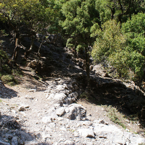 Rocky hiking path through shaded woodland with trees and sunlit stones