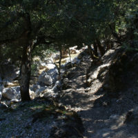 Shaded rocky hiking path inside Rouvas Gorge in Crete, surrounded by trees and natural formations.