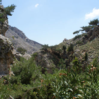 Rocky gorge landscape with shrubs and pine trees under a bright blue sky