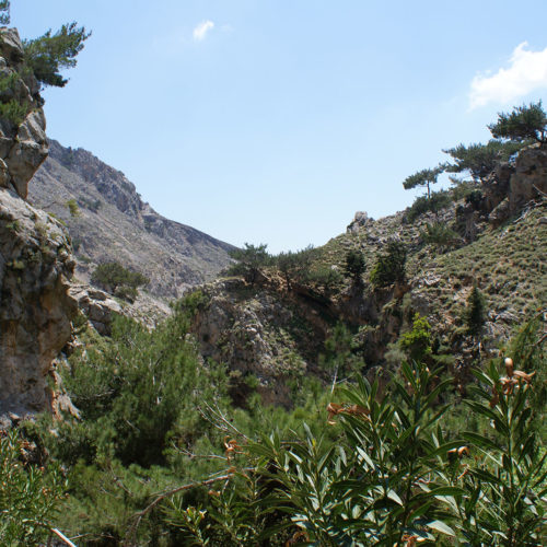 Rocky gorge landscape with shrubs and pine trees under a bright blue sky