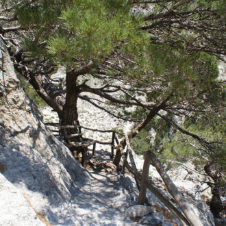 Rocky hiking path with pine trees and wooden handrails in a gorge