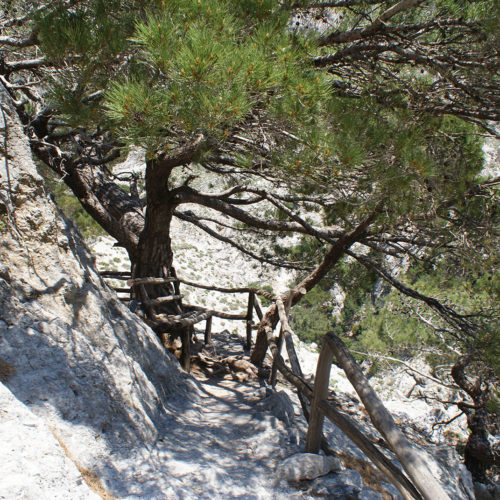 Rocky hiking path with pine trees and wooden handrails in a gorge