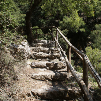 Stone steps with a wooden handrail winding through a shaded forest path