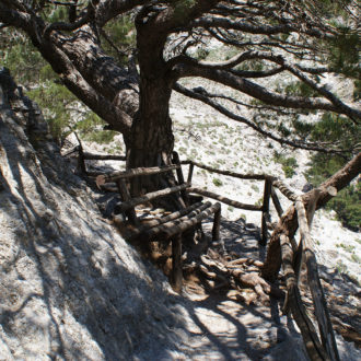 Shaded hiking path with wooden railings beneath a large tree on a rocky gorge slope