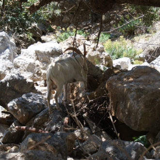 A white goat stands among large rocks and dry branches in a shaded natural area