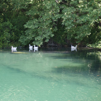 White ducks swimming in a calm green lake beside dense trees