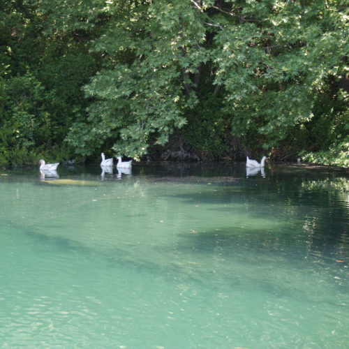 White ducks swimming in a calm green lake beside dense trees