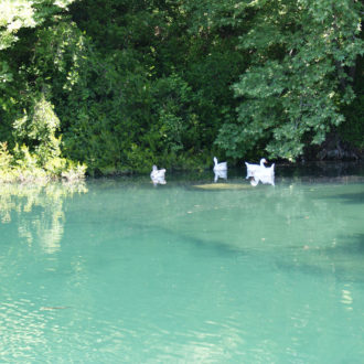 White ducks floating on a calm turquoise lake beside dense green trees